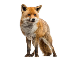 Expert Fox Control | Get Rid of Foxes | Prokill Pest Control Ireland